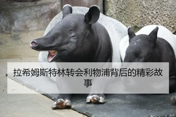 拉希姆斯特林转会利物浦背后的精彩故事